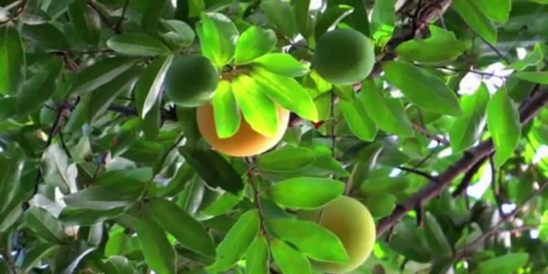 Các con số may mắn từ giấc mơ liên quan đến cây thị
