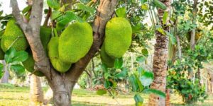 Chiêm bao thấy cây mít