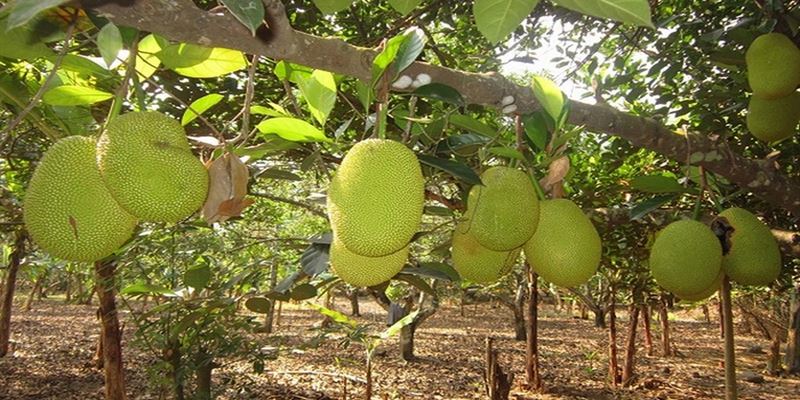  Chiêm bao thấy cây mít xanh tốt chỉ ra bạn là một người tài giỏi kiên cường