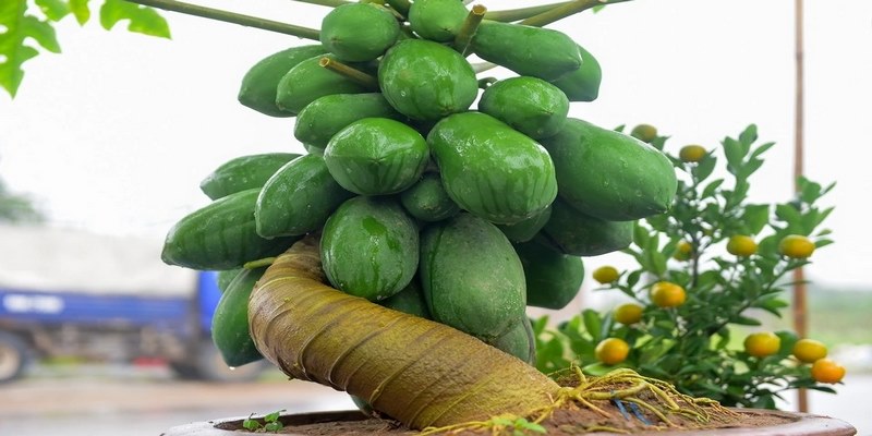 Chiêm bao thấy đu đủ