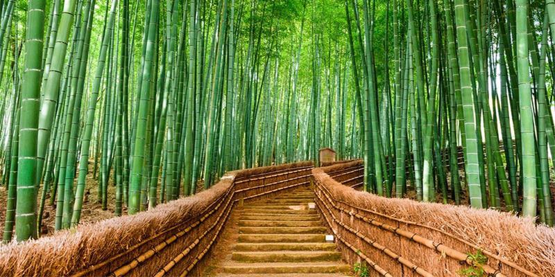 Con số may mắn đến từ giấc mộng luỹ tre làng