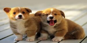 Nằm mơ thấy chú chó