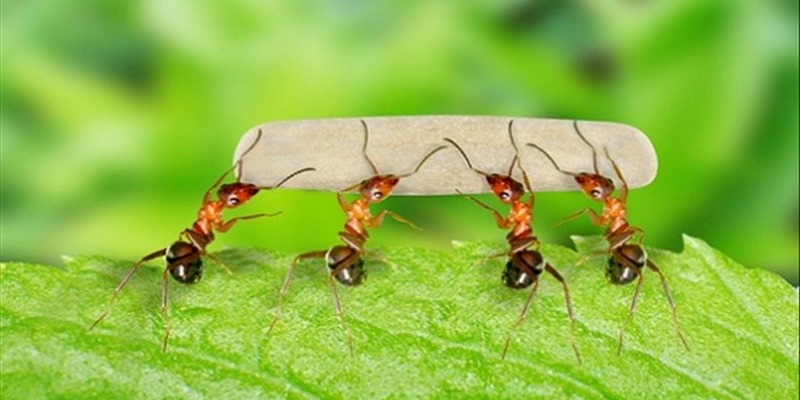 Giải mã chi tiết nằm mơ thấy loài kiến và những điều bí ẩn đằng sau