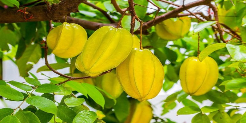 Giải mã ý nghĩa giấc mơ liên quan đến cây khế