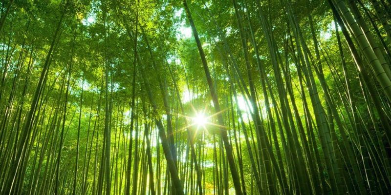 Mơ thấy rừng tre điềm báo bình an phú quý