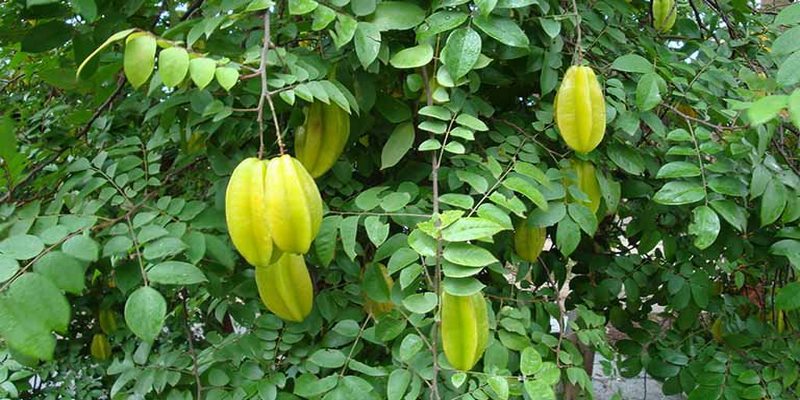 Nằm mơ thấy cây khế