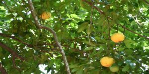 Nằm mơ thấy cây thị