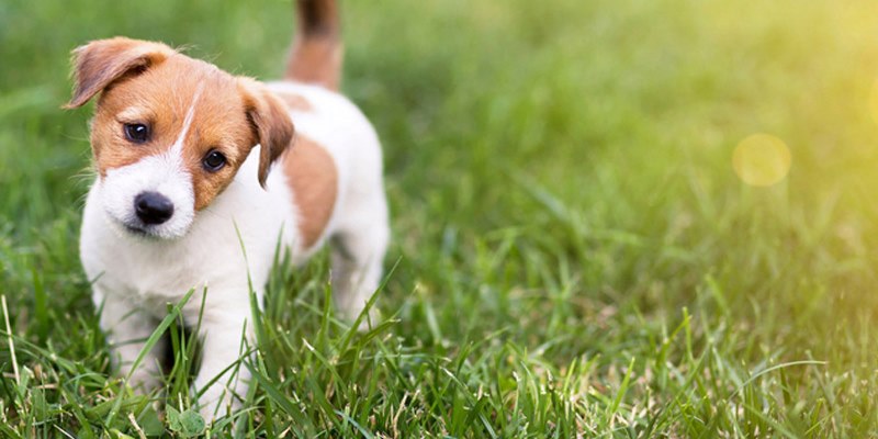 Nằm mơ thấy chú chó mang nhiều ý nghĩa khác nhau