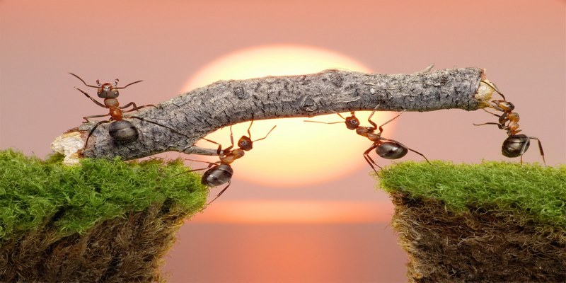 Nằm mơ thấy loài kiến