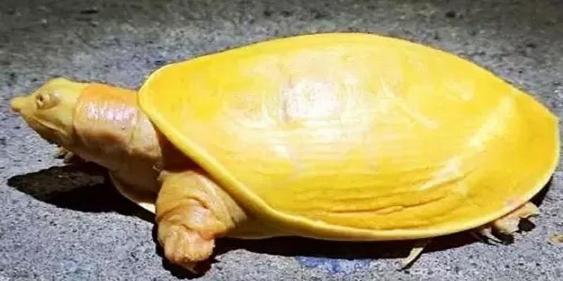 Nằm mộng thấy kim quy giấc mơ mang nhiều bí ẩn cần được giải mã