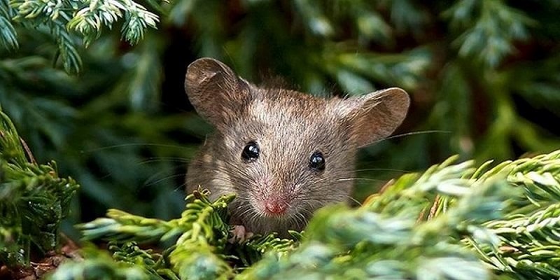 Mơ Thấy Chuột - Giải Mã Ý Nghĩa Và Mách Số May Mắn