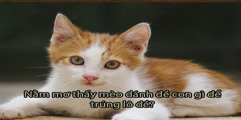 Chiêm bao thấy mèo nên đánh con mấy trúng lớn?