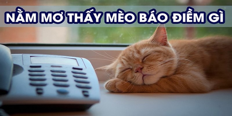 Giấc mơ gặp mèo trắng