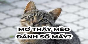 Tiết Lộ Ý Nghĩa Chiêm Bao Thấy Mèo & Cặp Lô May Mắn