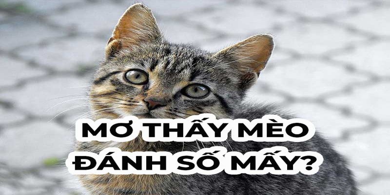 Tiết Lộ Ý Nghĩa Chiêm Bao Thấy Mèo & Cặp Lô May Mắn