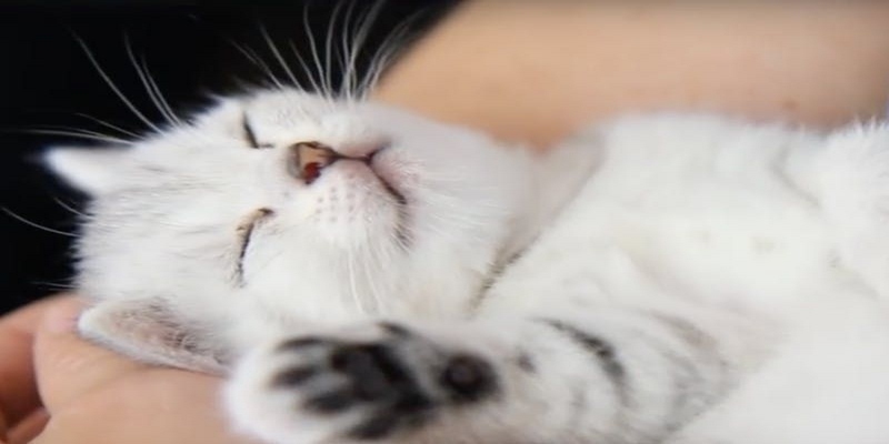 Chiêm bao thấy mèo ý nghĩa như thế nào?