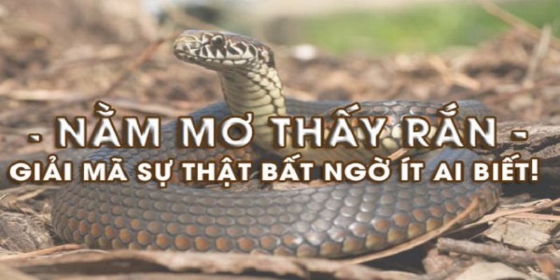 Chiêm bao thấy rắn được luận giải như thế nào?