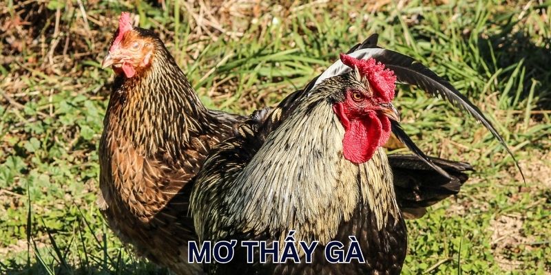Ngủ mơ thấy gà chốt lô gì húp tiền tỷ?