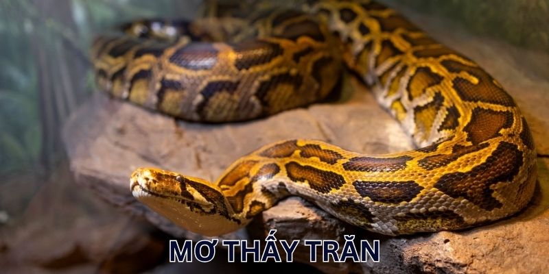 Nằm mơ thấy trăn bò vào nhà
