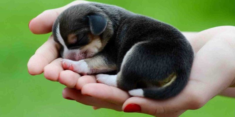Mộng mị thấy đàn chó con