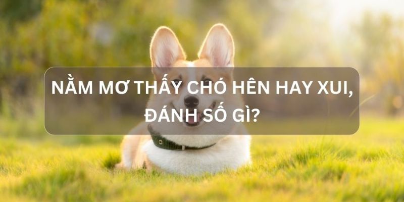 Nằm mơ thấy chó đánh con gì hốt bạc tỷ?