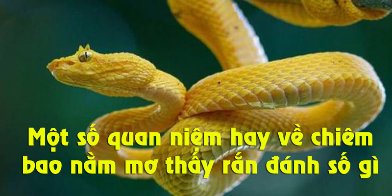 Mơ thấy rắn đánh con gì? Đi tìm bộ số tiềm năng