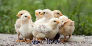 Mơ Thấy Gà Mang Ý Nghĩa Gì? Đi Tìm Con Số Tiềm Năng