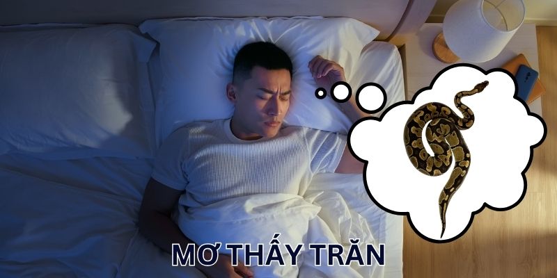 Mơ Thấy Trăn: Khám Phá Ý Nghĩa, Chốt Số Ăn Lời Khủng
