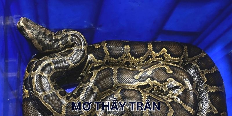Giải mã điềm tốt/xấu giấc mơ thấy trăn