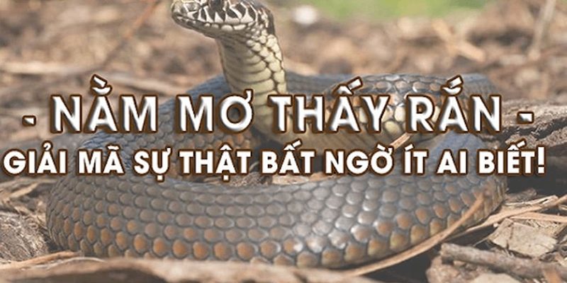 Giấc mơ thấy rắn - Luận giải điềm báo tâm linh tốt xấu