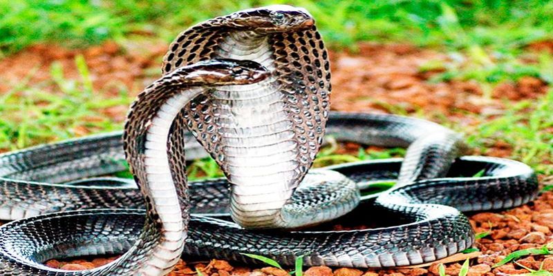 Mơ Thấy Rắn - Giải Mã Chiêm Bao Và Đi Tìm Con Số Lộc Lá