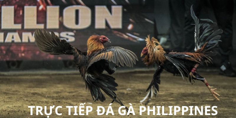 Lợi ích khi cá cược đá gà Phillipines