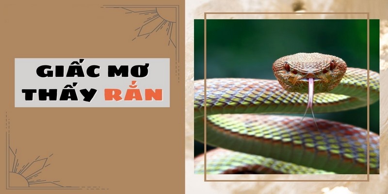 Nằm mơ thấy rắn và con số may mắn tương ứng