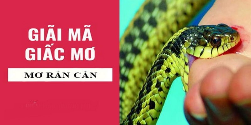 Nằm mơ thấy rắn cắn mang điềm báo lành hay dữ?