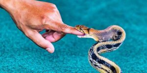 Nằm Mơ Thấy Rắn Cắn Là Điềm Báo Tốt Hay Xấu?  