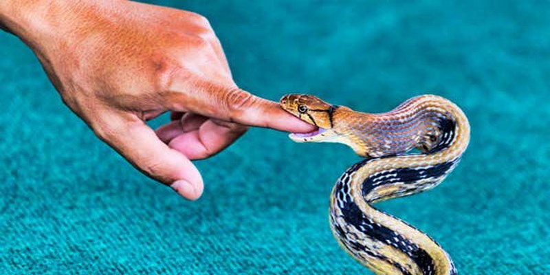 Nằm Mơ Thấy Rắn Cắn Là Điềm Báo Tốt Hay Xấu?  