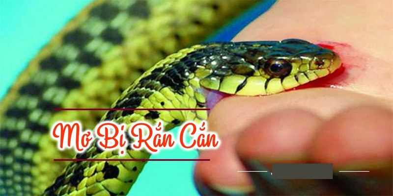 Nằm mơ thấy rắn cắn người lạ