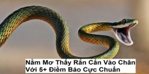Nằm Mơ Thấy Rắn Cắn Vào Chân Với 5+ Điềm Báo Cực Chuẩn