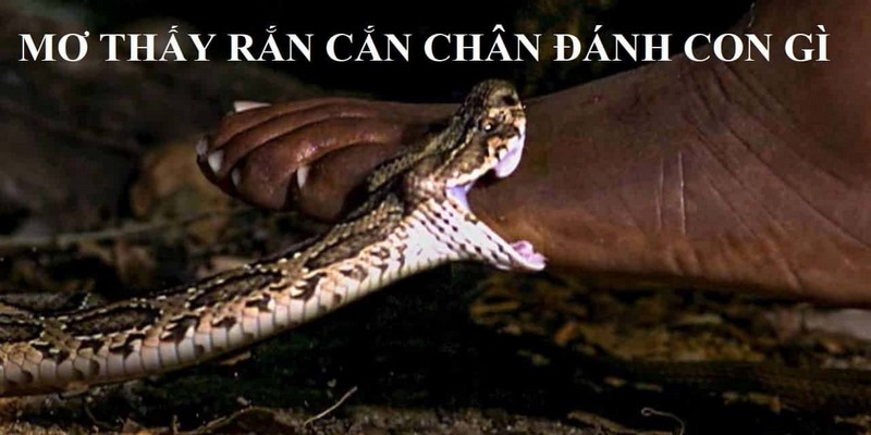 Nằm mơ thấy rắn cắn chân nên chốt số nào để trúng lớn?