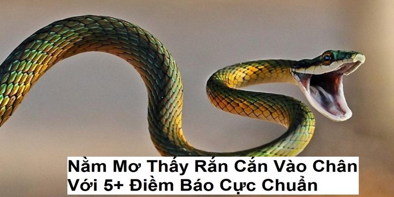 Nằm Mơ Thấy Rắn Cắn Vào Chân Với 5+ Điềm Báo Cực Chuẩn